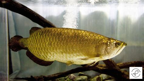 Arowana Tank Setup: Tips for Creating the Perfect Habitat