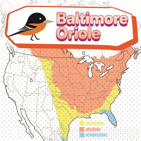 Baltimore Oriole Migration - Bird Watching Academy