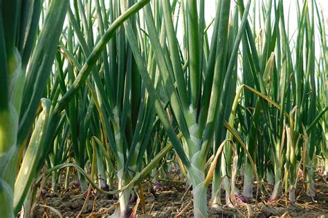 Guide Planting, Harvesting, and Growing Scallions - Plants Spark Joy