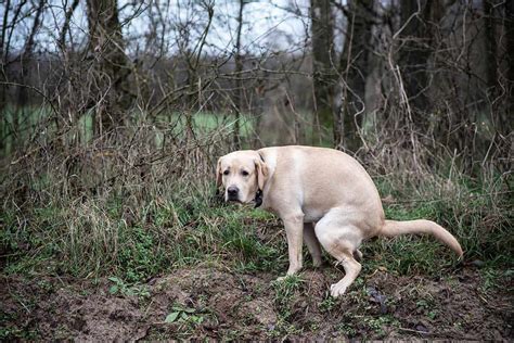 How Can I Make My Dog Poop Better