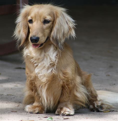 49+ Cream Long Haired Dachshund Puppies Picture - Bleumoonproductions