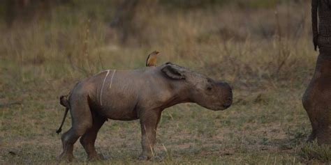 Newborn Baby Rhino Enjoys Her Impossibly Cute First Days On Earth - The ...