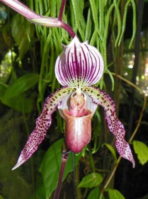 LADY SLIPPER IN PURPLE | Tropical plants, Plants and Exotic plants