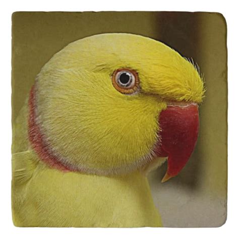 Bright Yellow Lutino Indian Ringneck Parrot Trivet | Zazzle.co.uk