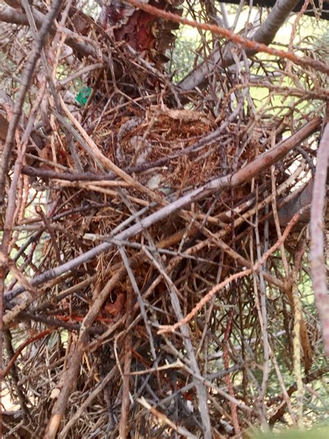 NestWatch | Northern Mockingbird Nest and Eggs - NestWatch