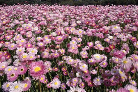 a field full of pink and white flowers