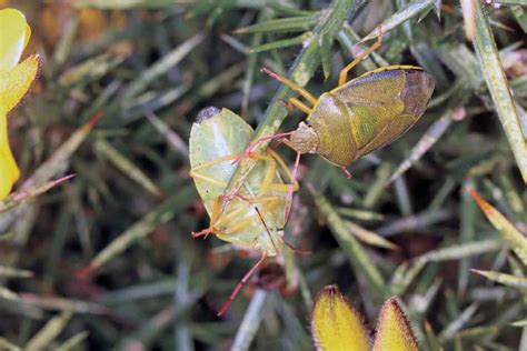 Shieldbugs guide – Field Studies Council