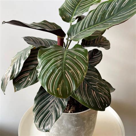 CALATHEA - The Flower Shed