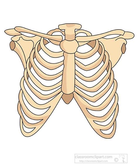 Anatomy Clipart - human-rib-cage-clipart - Classroom Clipart