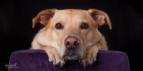 Pet Photography: 8 Tips to Keep Your Dog Looking Happy in a Professional Photo Shoot | Fear Free ...