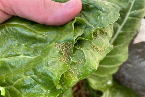 21 Plants That Aphids Attack and Eat + How to Stop Them – Backyard ...