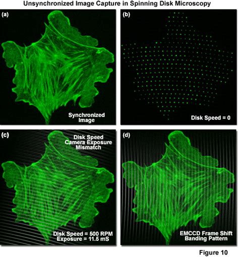 ZEISS Microscopy Online Campus | Introduction to Spinning Disk Microscopy