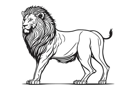 Lion black outline vector on white background. 26186757 Vector Art at ...