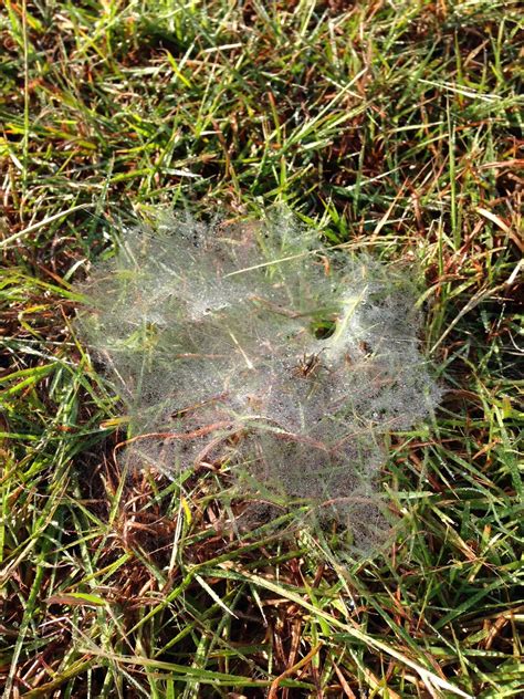 Along Slap Out Gully: Grass spider works its funnel web