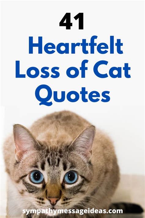 41 Heartfelt Loss of Cat Quotes and Images - Sympathy Message Ideas