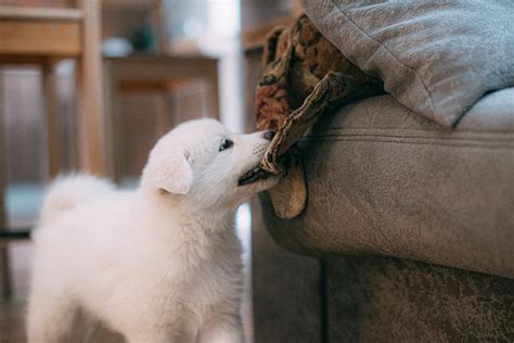 Samoyed Dog Grooming: A Step-by-Step Guide