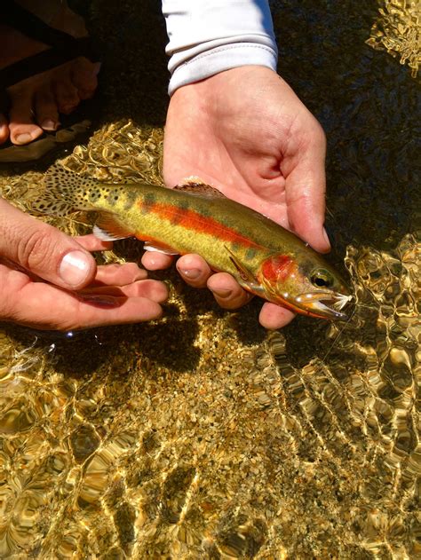 California Golden Trout – Western Native Trout