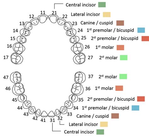 [DIAGRAM] Diagram Of Teeth By Number - MYDIAGRAM.ONLINE