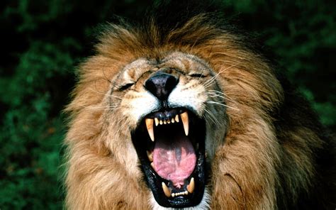 Free Lion Face Images, Download Free Lion Face Images png images, Free ...