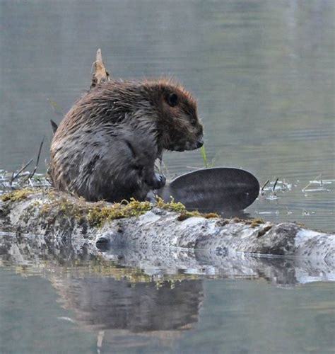 Beaver showing tail | Beavers | Mammals | Bob Armstrong's Photos ...