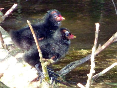 Chicks Moorhen Nature - Free photo on Pixabay - Pixabay