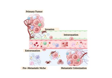 Tumor Microenvironment and Metastasis | BioRender Science Templates