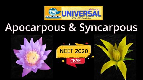 Difference between Apocarpous & Syncarpous ovary (NEET & CBSE) - YouTube