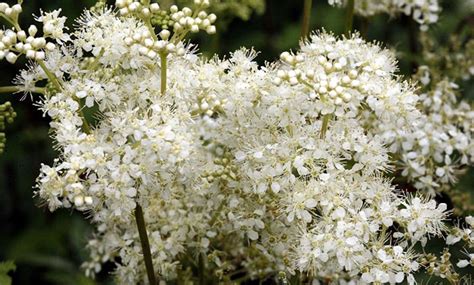 Meadowsweet Seeds filipendula Ulmaria Organic - Etsy