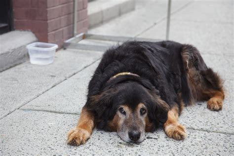Sad Dog | Sad dog waiting outside a store on the sidewalk. -… | Flickr