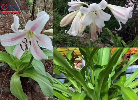 Cây Trinh nữ hoàng cung (Crinum latifolium) - Vị thuốc trị u xơ, chống ung thư