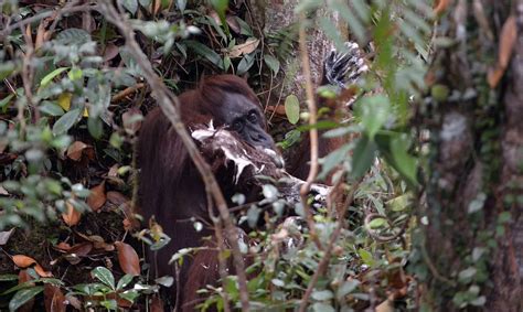 Orangutan scrubs herself with stolen bar of soap - Mirror Online