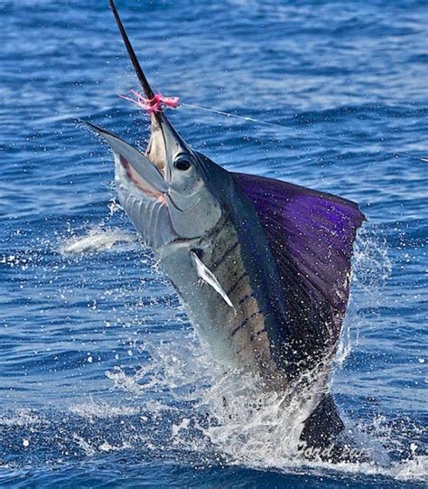 Manzanillo is the Sailfish Capital of the World. Explore new post at www.PalaceByTheSea.com/blog ...