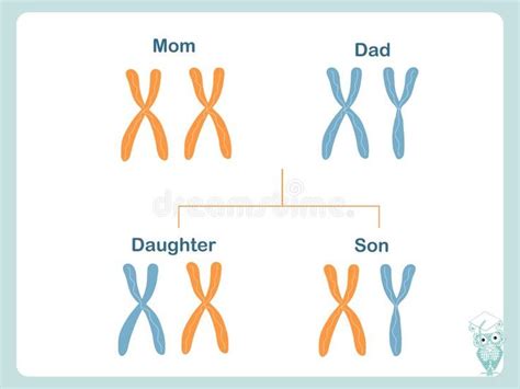 Scheme how X and Y chromosomes are passed on. Chromosomal definition of female a , #AFFILIATE, # ...