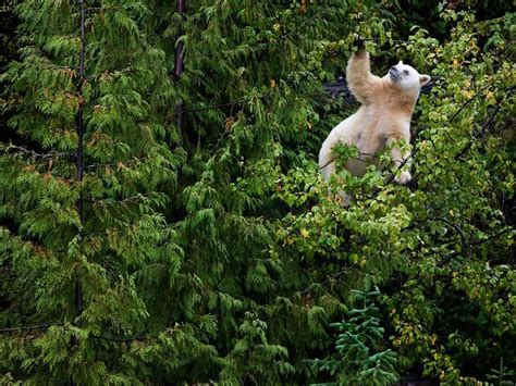 Photo of the Day | Spirit bear, American black bear, Polar bear