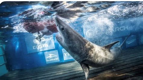 Great white shark reaches LBI NJ during fall migration