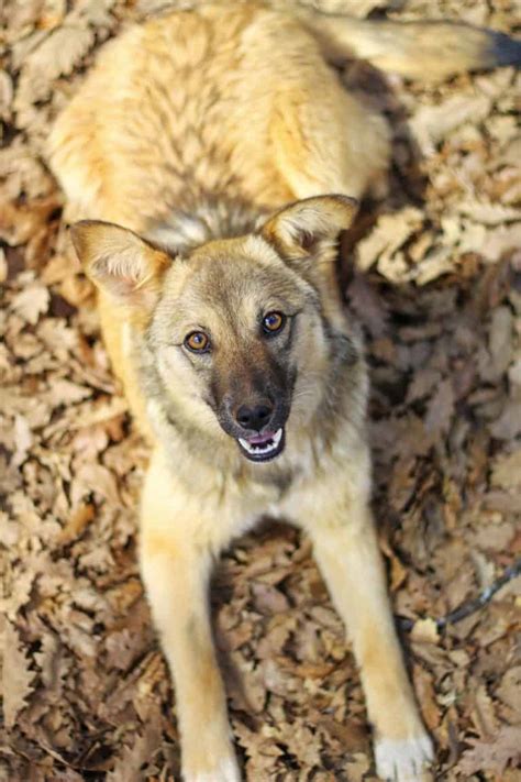 Coyote Dog Mix Breed Information - What Is A Coydog? | Your Dog Advisor