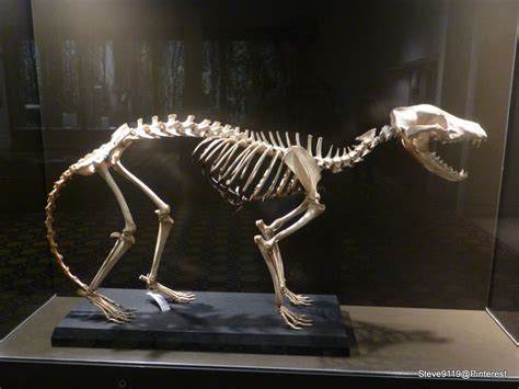 Tasmanian Tiger (Thylacinus Cynocephalus) @ Australia Museum, Sydney | Extinct animals ...