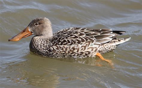 Northern Shoveler female 04072018 | Charlie Craig Hatchery, … | Flickr