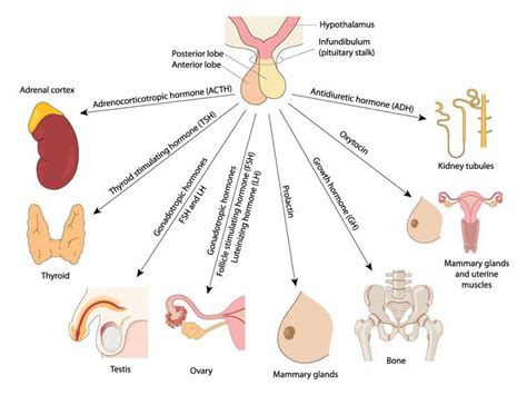 Hormone Testing | London Fertility Centre | Concept Fertility