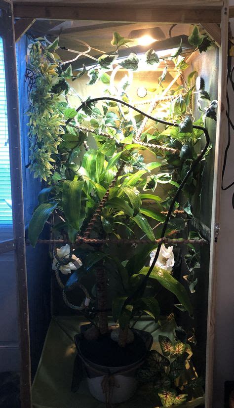 My Chameleon enclosure in 2020 | Chameleon enclosure, Chameleon, Enclosure