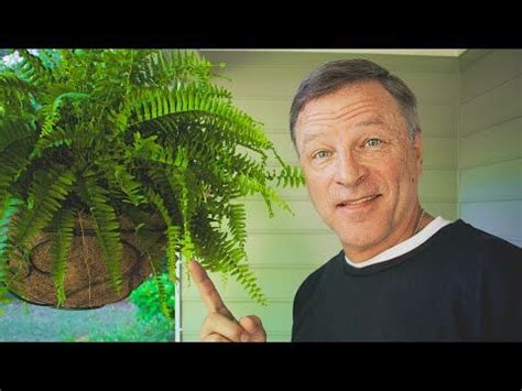 The BEST Hanging Ferns Advice!!! FAIL-SAFE system!! | Hanging ferns, How to look better, Ferns