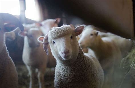 Scientists breed first sheep-human hybrid -- but there's no reason to ...