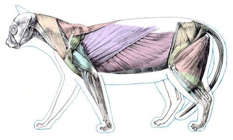 feline forelimb skeletal anatomy