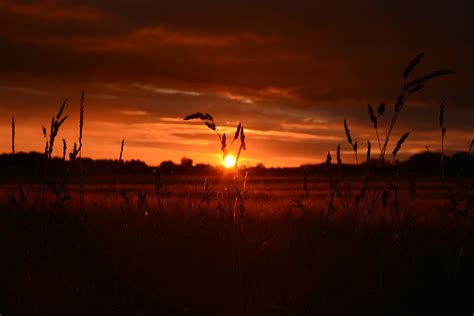 Orange Wheat Field Sunset 5k Wallpaper,HD Nature Wallpapers,4k Wallpapers,Images,Backgrounds ...