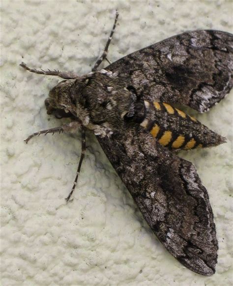 Tomato Hornworm Moths at Grand Canyon National Park