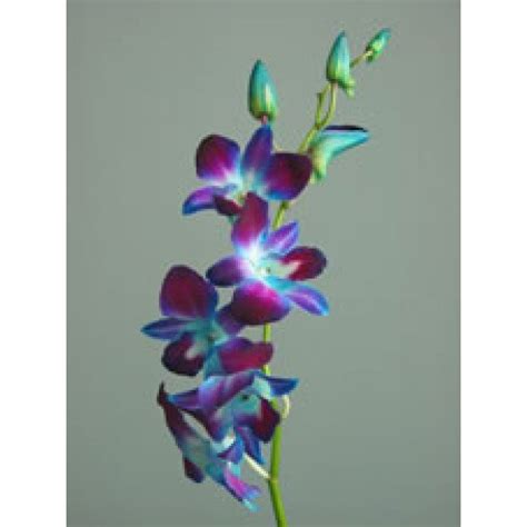 Blue Dendrobium Orchids - Bunch of 30 Stems - Toronto Bulk Flowers