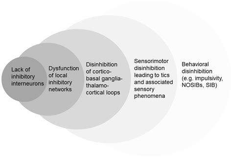 Frontiers | Clinical Features That Evoke the Concept of Disinhibition in Tourette Syndrome