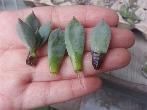 Water Propagation Succulent Leaves - Best Succulent Ideas