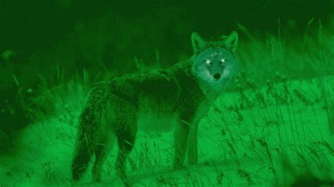 5 Best Night Vision Scopes For Coyote Hunting (2022) - eatingthewild.com