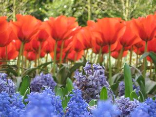 Tulips | Tulips and Flowers @ Keukenhof, Lisse, Leiden, Holl… | Flickr